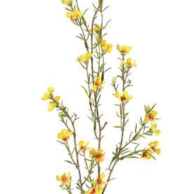 Flor de cera (Chamelaucium uncinatum) "de luxe", con 26 flores y 14 capullos, 78 cm