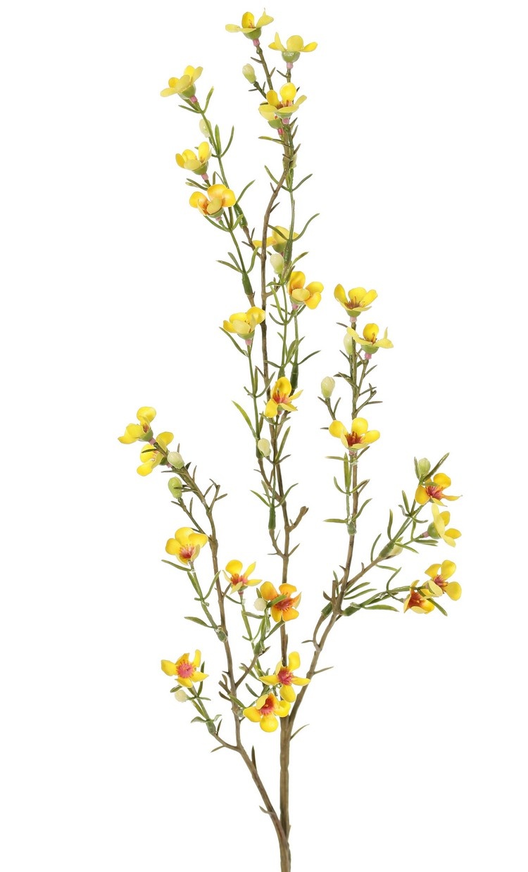 Waxbloem (Chamelaucium uncinatum) "de luxe", met 26 bloemen & 14 knop, 78cm