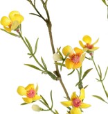Waxbloem (Chamelaucium uncinatum) "de luxe", met 26 bloemen & 14 knop, 78cm