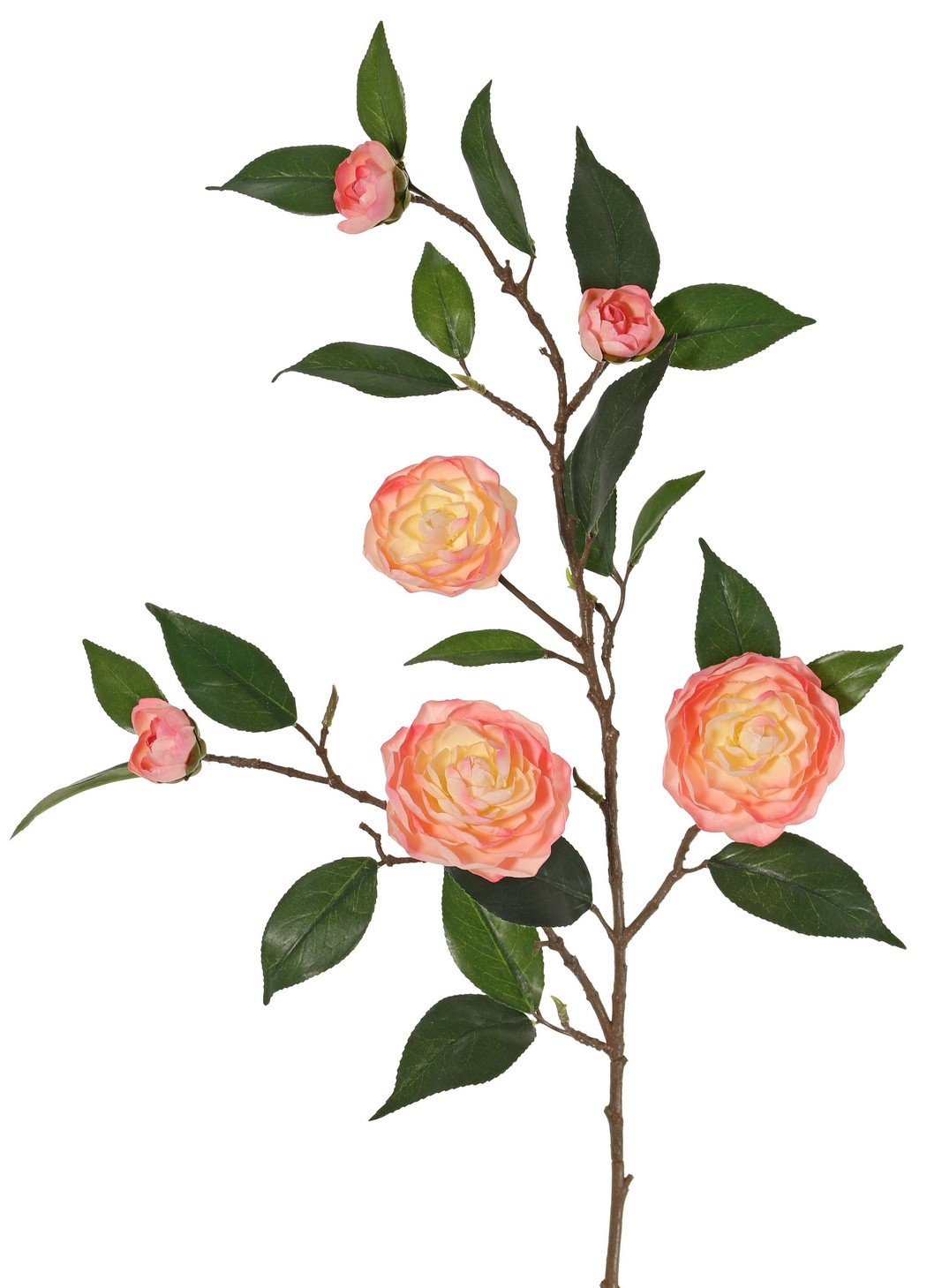 Camellia flower branch (Japanese rose) with 6 flowers (2 XL/ 1 M/ 3 S) and 21 leaves, 76 cm