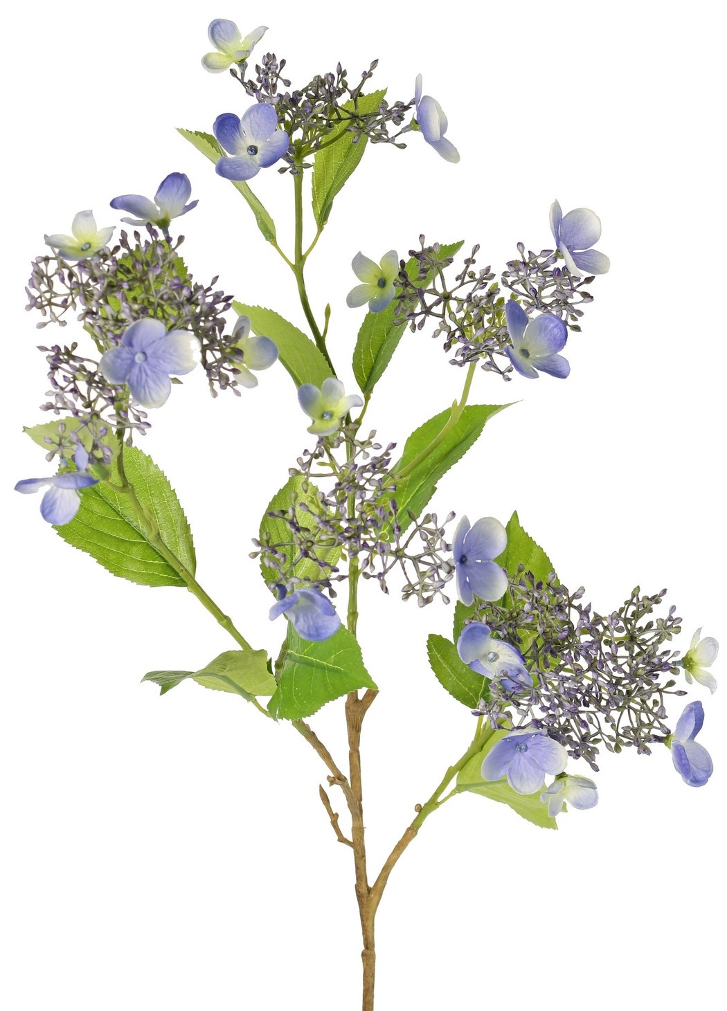 Hortensia (Hydrangea) 'Garden Joy' de 3 ramas, con 5 capullos y racimos de flores, 13 hojas, 78 cm