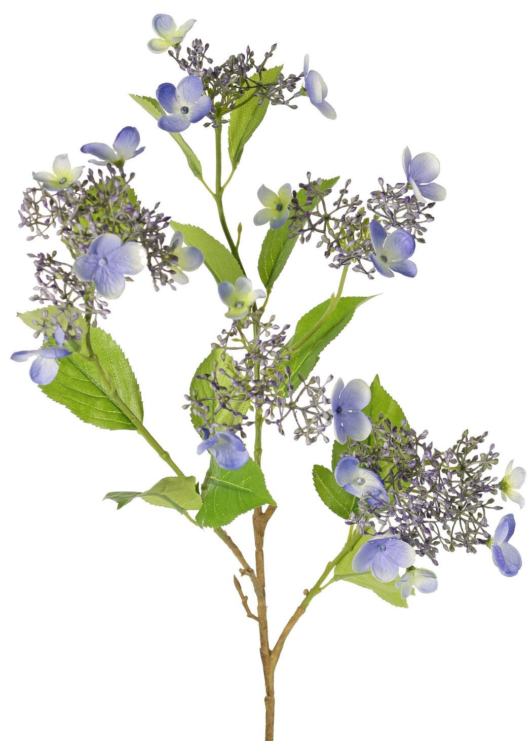 Hydrangea (Hydrangea) 'Garden Joy' 3-branched, with 5 bud and flower clusters, 13 leaves, 78 cm