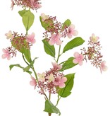 Hortensia (Hydrangea) "Garden Joy' 3x vertakt, met 5 clusters knoppen & bloemen, 13 bladeren, 78 cm