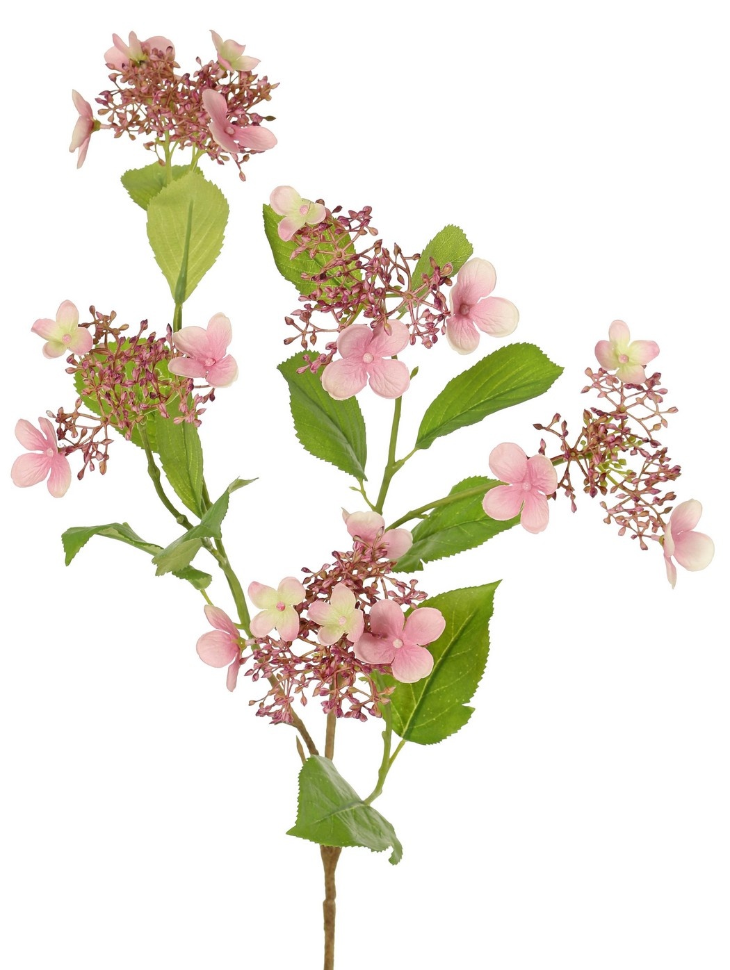 Hortensia (Hydrangea) 'Garden Joy' de 3 ramas, con 5 capullos y racimos de flores, 13 hojas, 78 cm