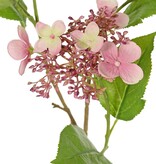 Hortensia (Hydrangea) "Garden Joy' 3x vertakt, met 5 clusters knoppen & bloemen, 13 bladeren, 78 cm