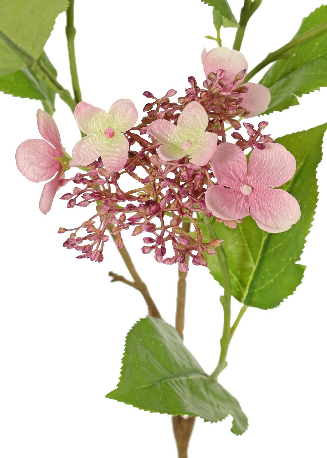 Hydrangea (Hydrangea) 'Garden Joy' 3-branched, with 5 bud and flower clusters, 13 leaves, 78 cm