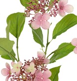 Hortensia (Hydrangea) "Garden Joy' 3x vertakt, met 5 clusters knoppen & bloemen, 13 bladeren, 78 cm