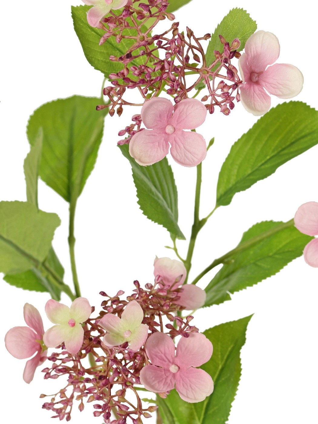 Hydrangea (Hydrangea) 'Garden Joy' 3-branched, with 5 bud and flower clusters, 13 leaves, 78 cm