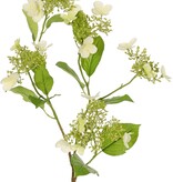 Hortensie (Hydrangea) 'Garden Joy' 3-fach verzweigt, mit 5 Knospen- und Blütenbüscheln, 13 Blätter, 78 cm