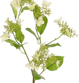 Hydrangea (Hydrangea) 'Garden Joy' 3-branched, with 5 bud and flower clusters, 13 leaves, 78 cm