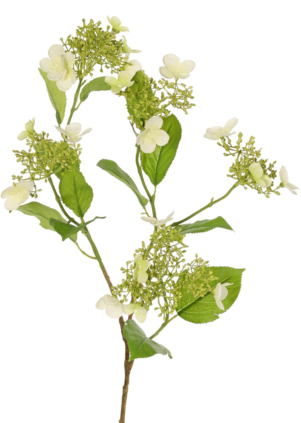 Hortensia (Hydrangea) "Garden Joy' 3x vertakt, met 5 clusters knoppen & bloemen, 13 bladeren, 78 cm