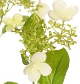 Hortensie (Hydrangea) 'Garden Joy' 3-fach verzweigt, mit 5 Knospen- und Blütenbüscheln, 13 Blätter, 78 cm