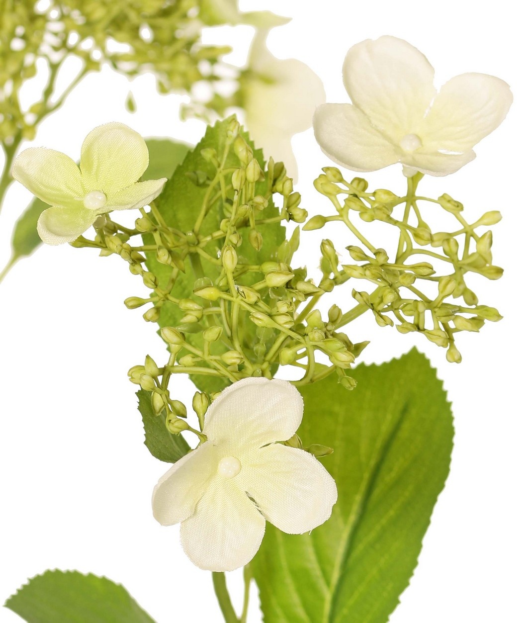 Hortensie (Hydrangea) 'Garden Joy' 3-fach verzweigt, mit 5 Knospen- und Blütenbüscheln, 13 Blätter, 78 cm