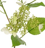 Hortensie (Hydrangea) 'Garden Joy' 3-fach verzweigt, mit 5 Knospen- und Blütenbüscheln, 13 Blätter, 78 cm