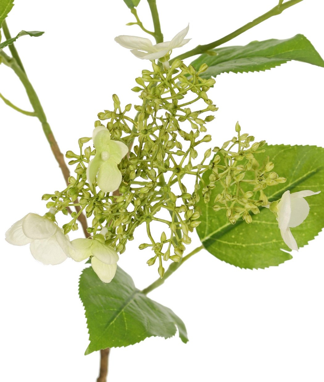 Hortensie (Hydrangea) 'Garden Joy' 3-fach verzweigt, mit 5 Knospen- und Blütenbüscheln, 13 Blätter, 78 cm