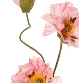 Papaver 'Meadow' met 2 grote bloemen (Ø 13/ 11 cm) & 1 grote knop 7 cm, geflockte steel, 90 cm