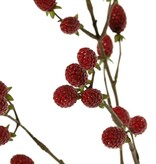 Brombeerzweig (Rubus) 'Fruity Art' mit 23 Brombeeren (11 L/ 12 M), 89 cm