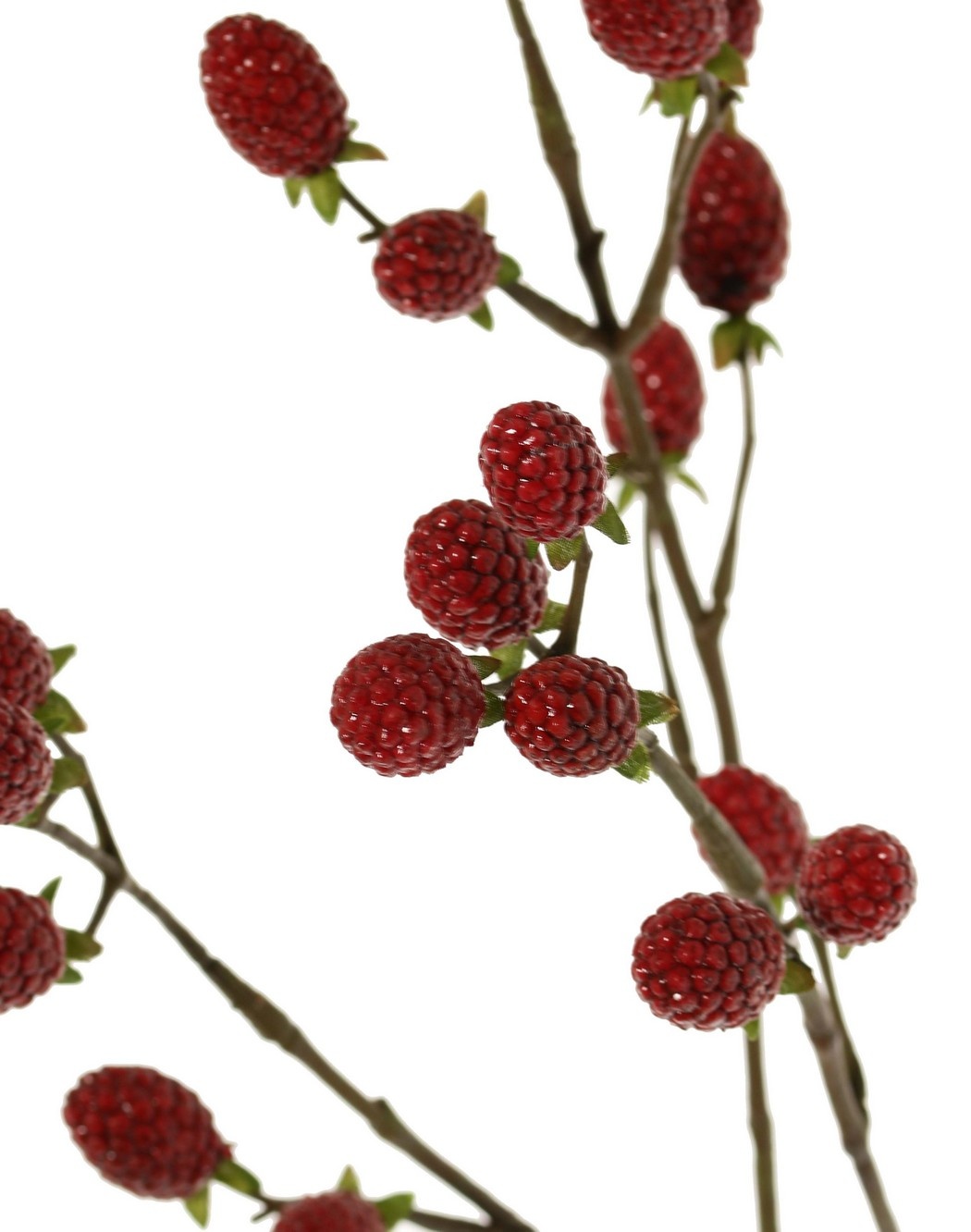 Bramentak (Rubus) 'Fruity art' met 23 bramen (11 L/ 12 M), 89 cm