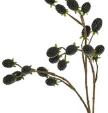 Blackberry branch (Rubus) 'Fruity Art' with 23 blackberries (11 L/ 12 M), 89 cm