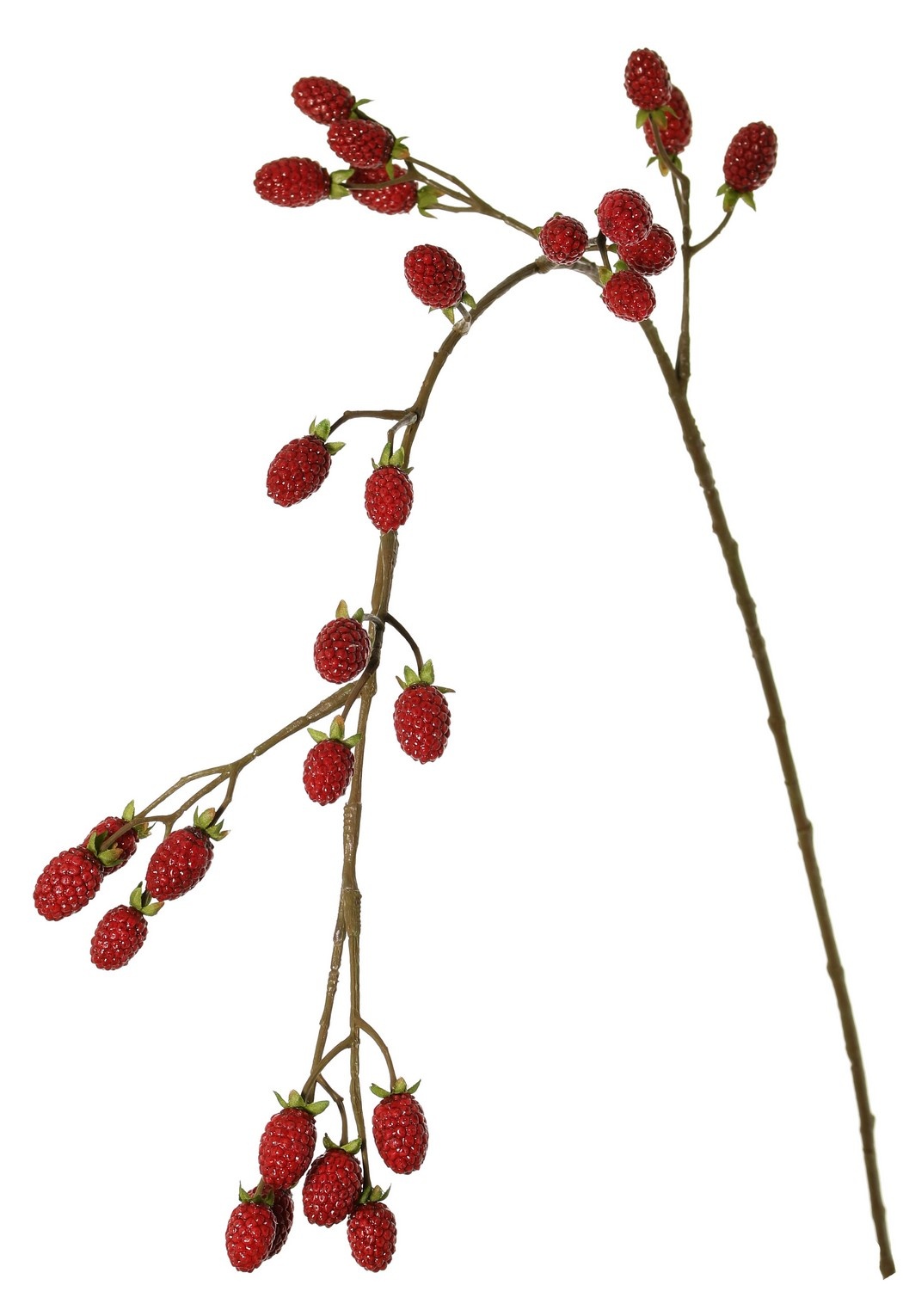 Rama de mora (Rubus) 'Fruity Art' grande, con 26 moras (17 L/ 9 M), 102 cm