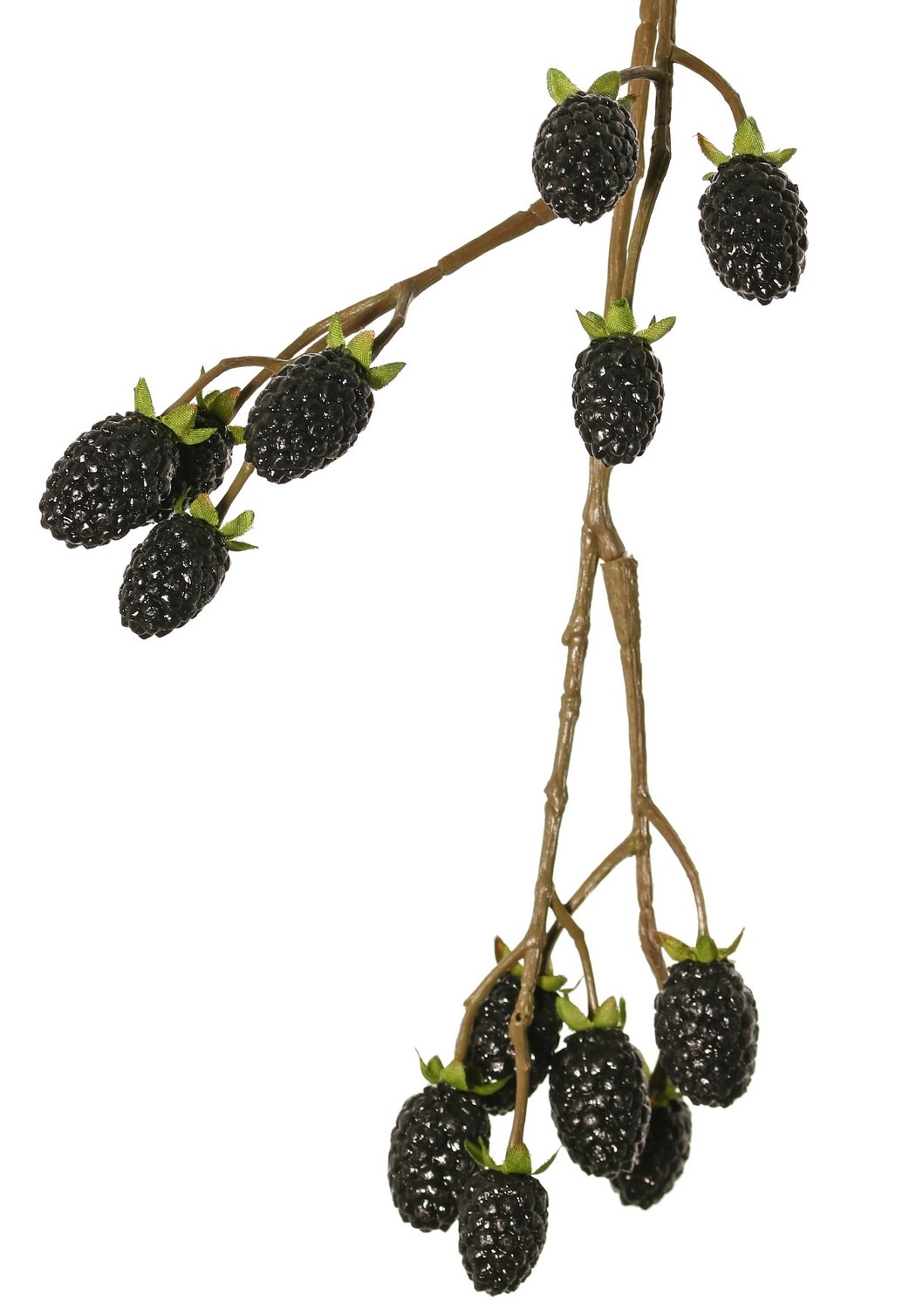 Rama de mora (Rubus) 'Fruity Art' grande, con 26 moras (17 L/ 9 M), 102 cm