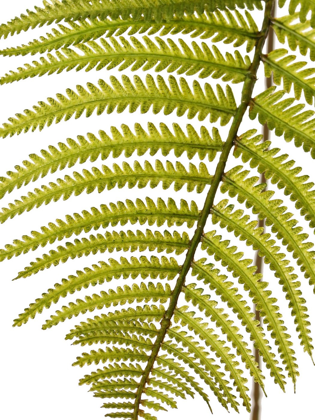 Fern branch 'Woods' large, solid plastic, 25 x 52 cm, 109 cm long