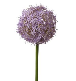 Allium "Grande", Ø 12cm, 76cm