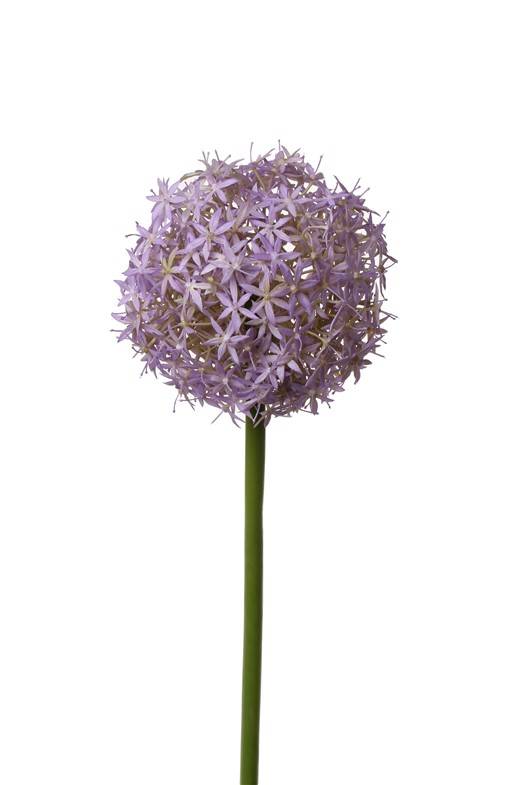 Allium "Grande", Ø 12cm, 76cm