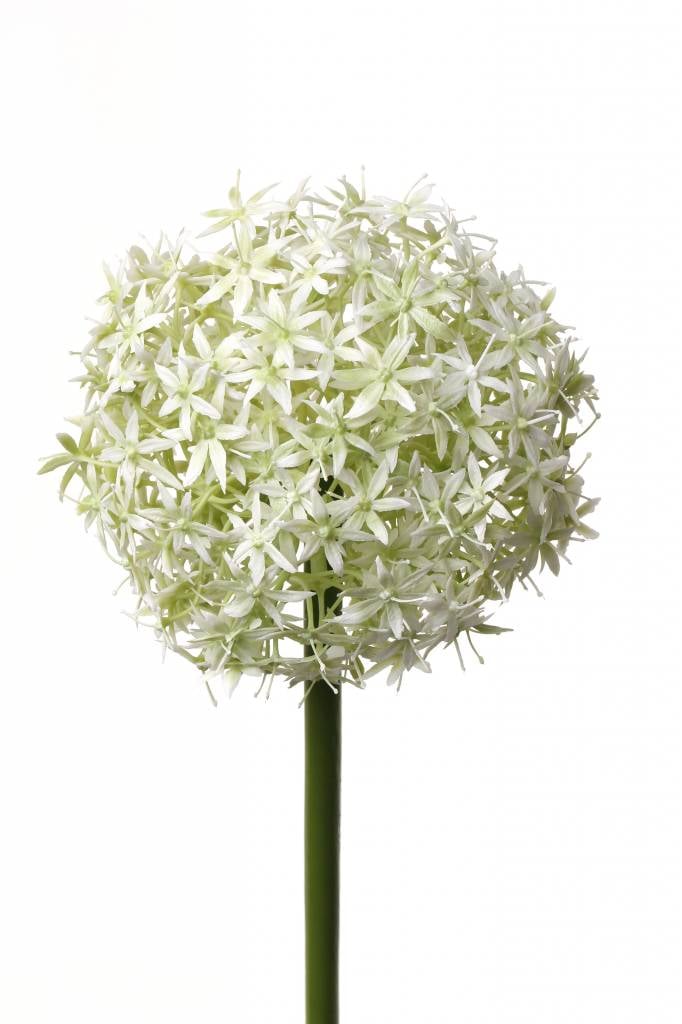 Alliumbol bloeiend "grande" 76cm