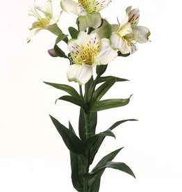 Alstroemeria "bella", 5 flores, 3 capullos, 16 hojas 75cm