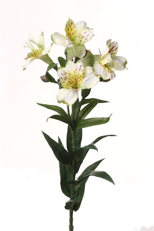 Alstroemeria "bella", 5 flores, 3 capullos, 16 hojas 75cm