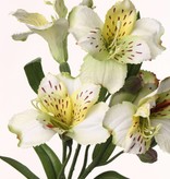 Alstroemeria "bella" 75cm