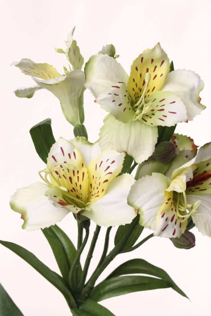 Alstroemeria "bella", 5 flores, 3 capullos, 16 hojas 75cm