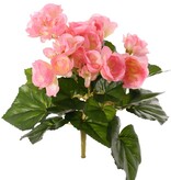 Begonia bloeiend, 6 vertakkingen, met 36 bloemen & 24 blad, Ø 25 cm, H. 20 cm