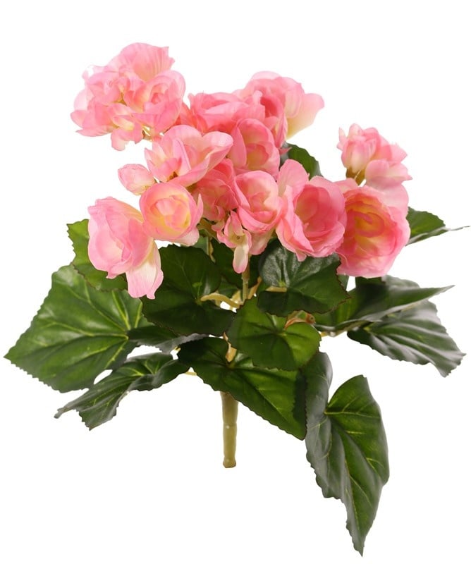 Begonia, blühend, 6 Verzweigungen, 36 Blumen, 24 Blätter, Ø 25 cm, H. 20 cm