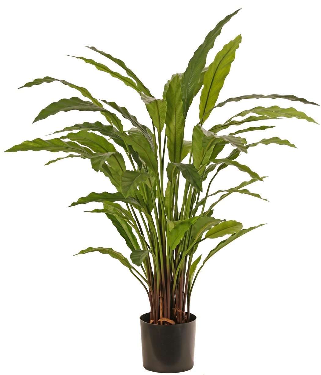 Calathea rufibarba (green) with 55 polyester leaves, Ø 50 cm, H 80 cm, in pot