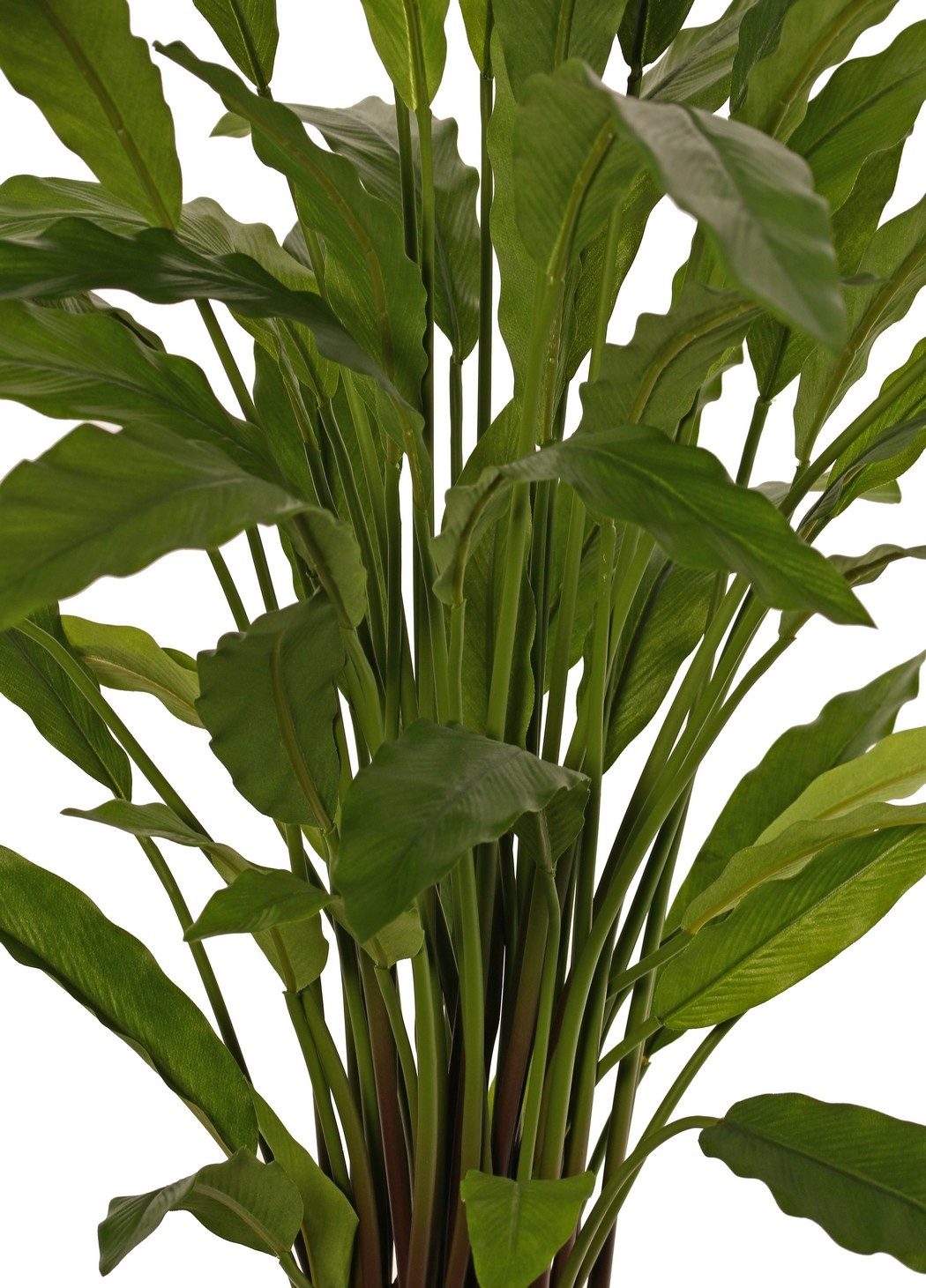 Calathea rufibarba (groen) met 55 polyester bladeren, Ø 50 cm, H 80 cm, in pot