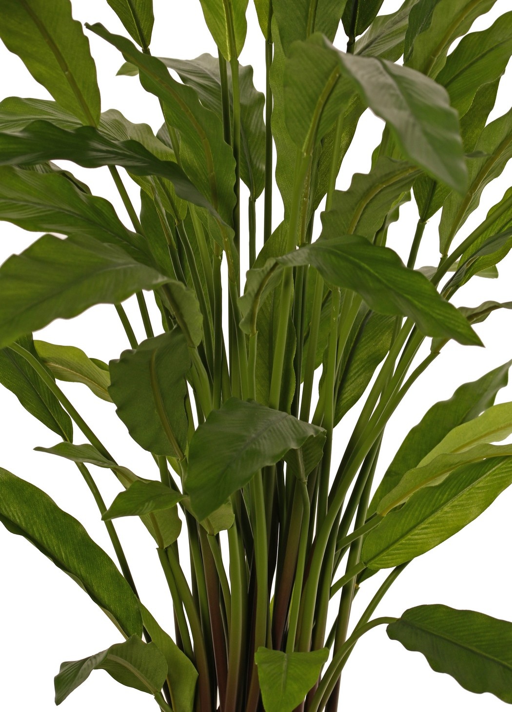 Calathea rufibarba (verde) con 55 hojas de poliéster, Ø 50 cm, alt. 80 cm, en maceta