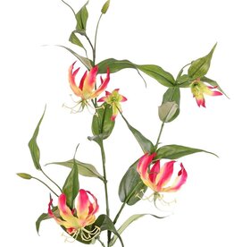 Lily gloriosa (Climbing Lily) 'XL', 3x branched with 5 flowers, 3 buds & 23 leaves, 120 cm