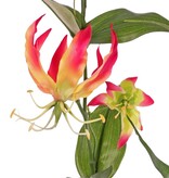 Lily gloriosa (Climbing Lily) 'XL', 3x branched with 5 flowers, 3 buds & 23 leaves, 120 cm