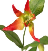 Lily gloriosa (Climbing Lily) 'XL', 3x branched with 5 flowers, 3 buds & 23 leaves, 120 cm