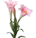 Lily "longiflorum" (easter lily) x2 flrs, x1 bud, 7 lvs, 76cm