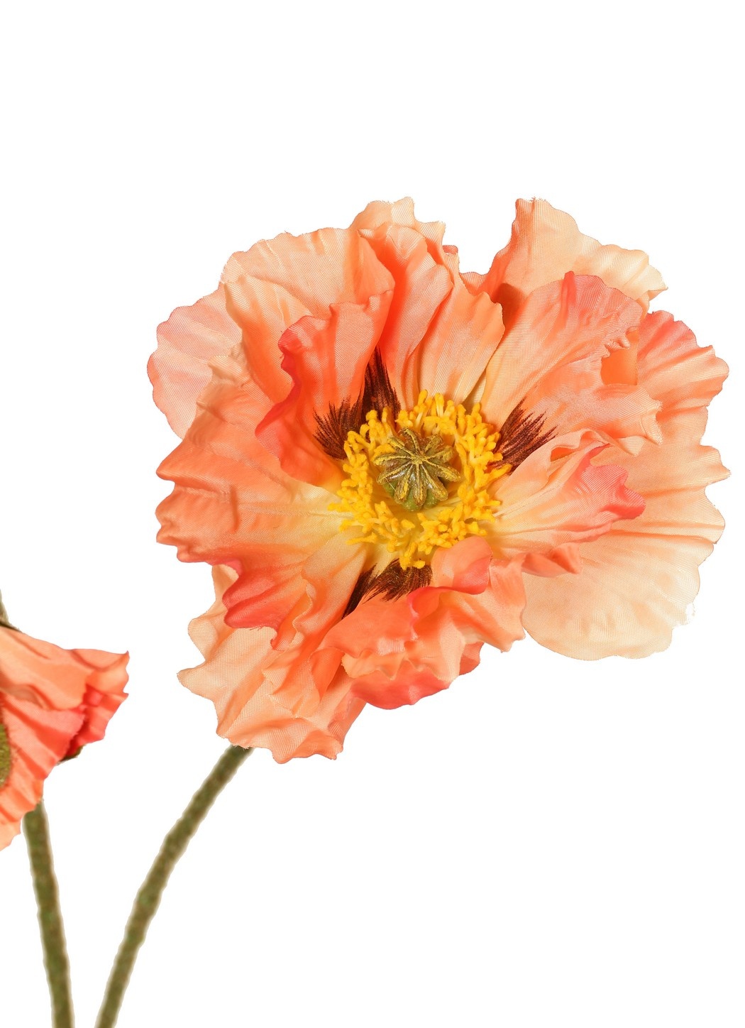 Papaver 'Meadow' met 2 grote bloemen (Ø 13/ 11 cm) & 1 grote knop 7 cm, geflockte steel, 90 cm