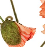 Papaver 'Meadow' met 2 grote bloemen (Ø 13/ 11 cm) & 1 grote knop 7 cm, geflockte steel, 90 cm