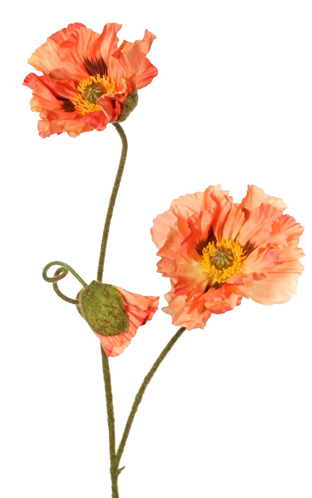 Papaver 'Meadow' met 2 grote bloemen (Ø 13/ 11 cm) & 1 grote knop 7 cm, geflockte steel, 90 cm
