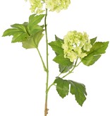 Viburnum (Schneeball) mit 2 Blütenständen (Ø 9 cm/ Ø 6 cm) & 8 Blätter (2x XL/4x M/ 2x S) 62 cm