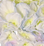 Hydrangea (Hydrangea) 'Max', 1 large flower Ø 20 cm (99 flowers), plastic tube stem, 64 cm