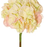 Hydrangea (Hydrangea) 'Max', 1 large flower Ø 20 cm (99 flowers), plastic tube stem, 64 cmy