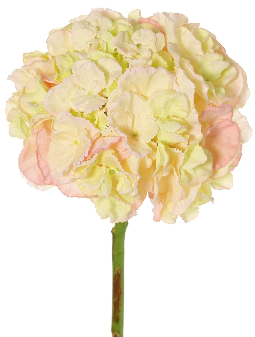 Hydrangea (Hydrangea) 'Max', 1 large flower Ø 20 cm (99 flowers), plastic tube stem, 64 cmy