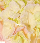 Hydrangea (Hydrangea) 'Max', 1 large flower Ø 20 cm (99 flowers), plastic tube stem, 64 cmy